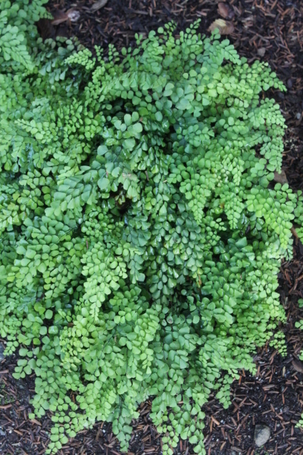 Image of Adiantum venustum taken at Miller Gdn, WA by T. Avent
