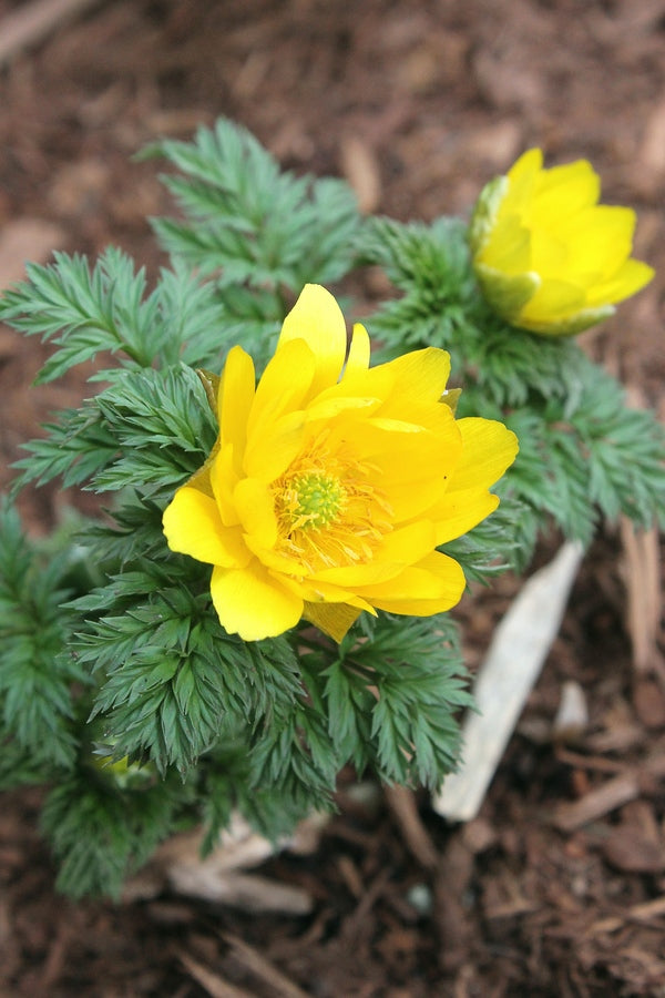 Image of Adonis amurensis 'Fukujukai'