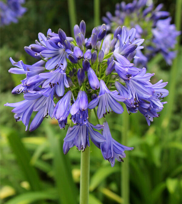 Image of Agapanthus 'Ellamae' taken at Juniper Level Botanic Garden, Raleigh NC by JLBG