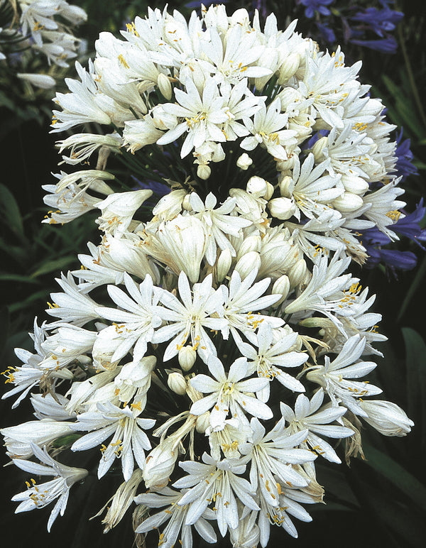 Image of Agapanthus 'White Heaven' taken at Rijnbeek Gdn, Netherlands by Rijnbeek Nursery