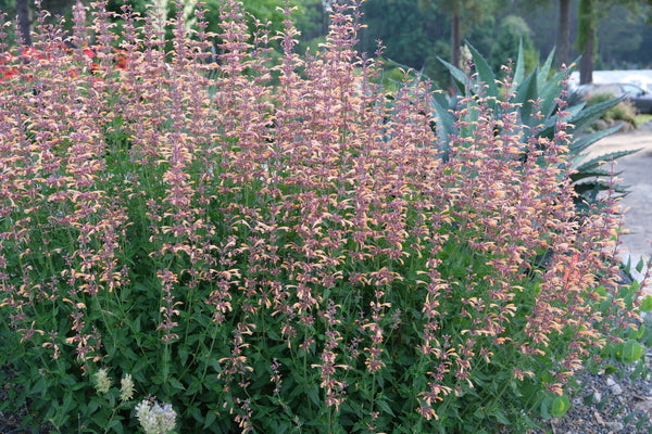 Image of Agastache 'Queen Nectarine' PP 34,896 taken at Juniper Level Botanic Gdn, NC by JLBG