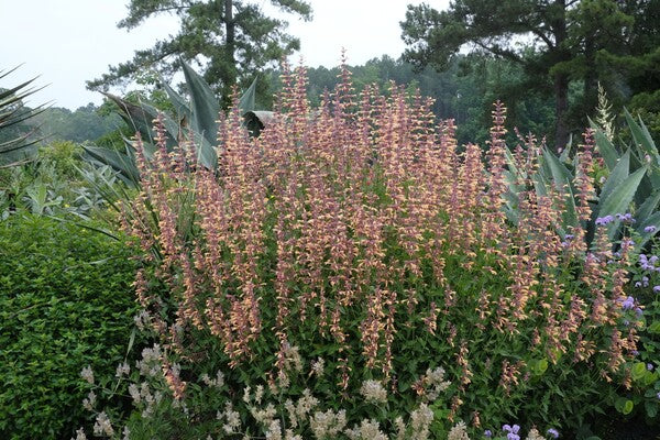 Image of Agastache 'Queen Nectarine' PP 34,896 taken at Juniper Level Botanic Gdn, NC by JLBG