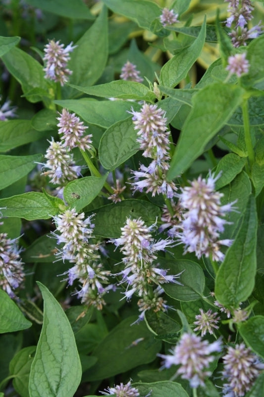 Image of Agastache foeniculum 'Get Riehl' taken at Juniper Level Botanic Gdn, NC by JLBG