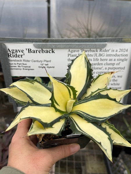 Image of Agave 'Bareback Rider'