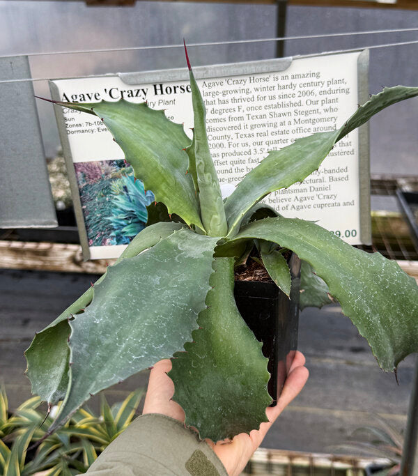 Image of Agave 'Crazy Horse'