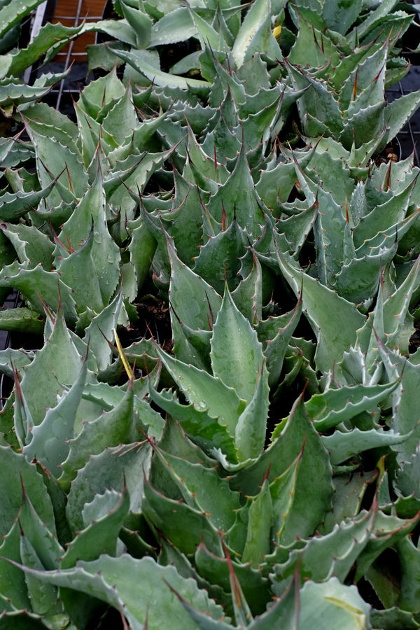 Image of Agave 'Desert Love' taken at Juniper Level Botanic Gdn, NC by JLBG