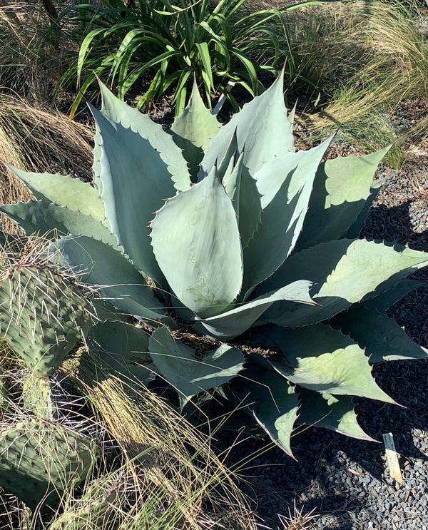 Image of Agave 'Desert Love' taken at Juniper Level Botanic Gdn, NC by C. Hardison