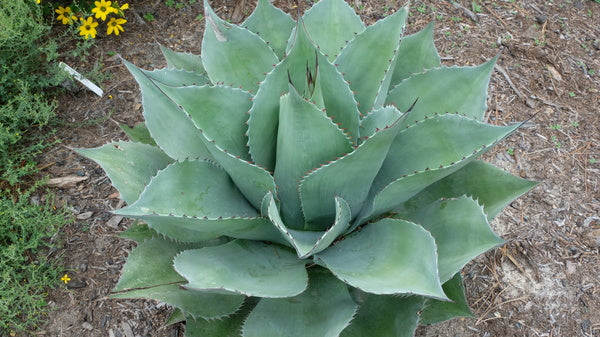 Image of Agave 'Desert Love' taken at Juniper Level Botanic Gdn, NC by JLBG