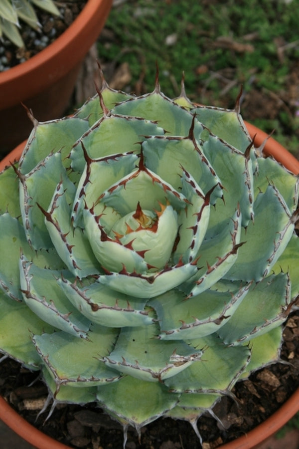 Image of Agave 'Kissho Kan Nishiki' taken at Juniper Level Botanic Gdn, NC by JLBG