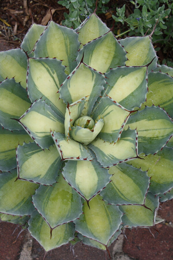 Image of Agave 'Kissho Kan Nishiki' taken at Juniper Level Botanic Gdn, NC by JLBG