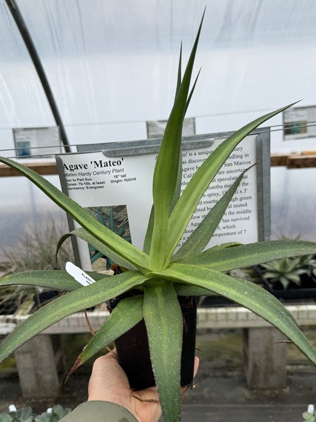 Image of Agave 'Mateo'
