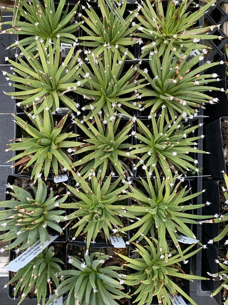 Image of Agave albopilosa taken at Juniper Level Botanic Gdn, NC by Lidia Churakova