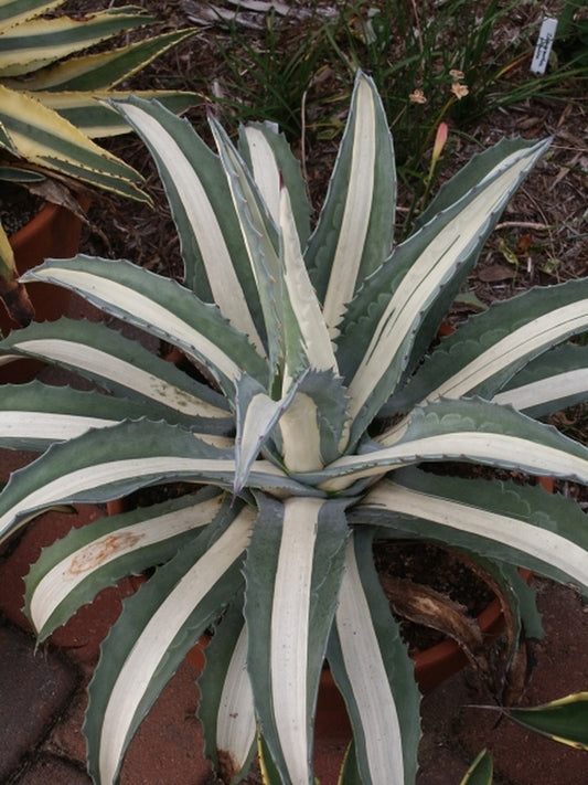 Image of Agave americana 'Mediopicta Alba' taken at Juniper Level Botanic Gdn, NC by JLBG