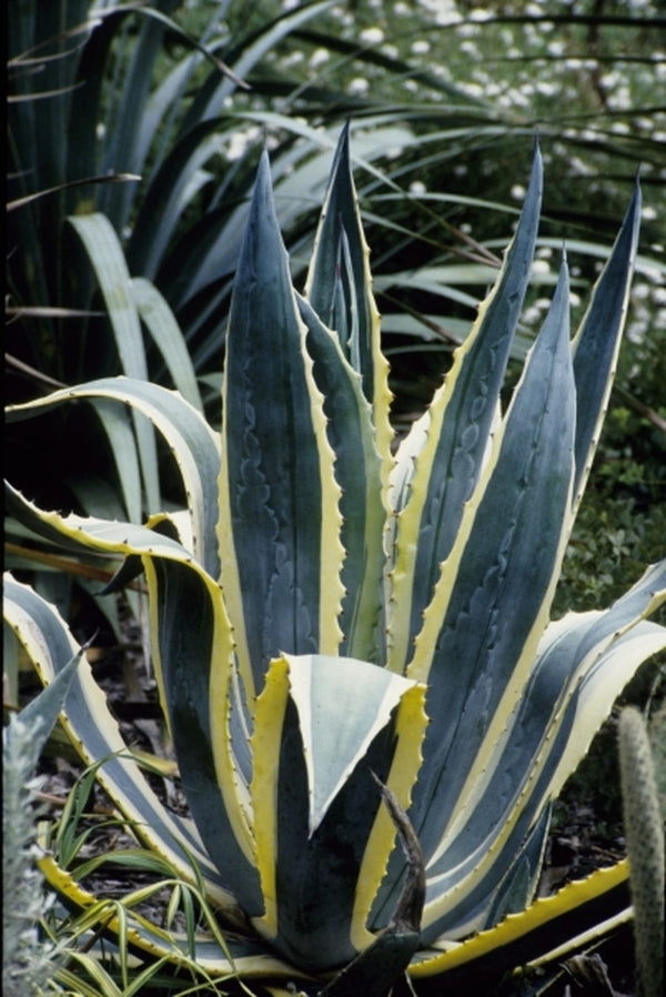 Image of Agave americana 'Opal' taken at Juniper Level Botanic Gdn, NC by JLBG