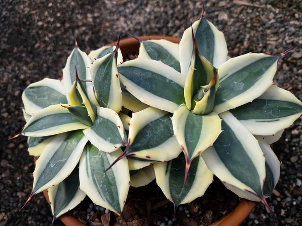 Image of Agave applanata 'Butter Cream' taken at Juniper Level Botanic Gdn, NC by JLBG