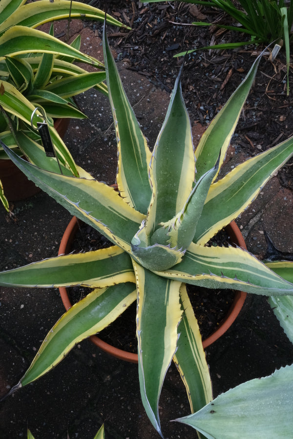 Image of Agave asperrima ssp. maderensis 'Grand Duke' taken at Juniper Level Botanic Gdn, NC by JLBG