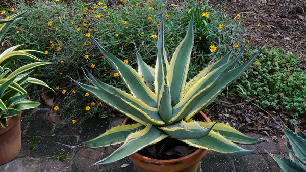 Image of Agave asperrima ssp. maderensis 'Grand Duke' taken at Juniper Level Botanic Gdn, NC by JLBG