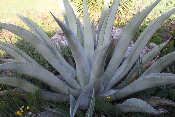 Image of Agave asperrima taken at J.C. Raulston Arboretum, NC