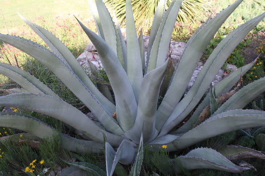 Image of Agave asperrima taken at J.C. Raulston Arboretum, NC