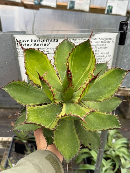 Image of Agave bovicornuta 'Divine Bovine'