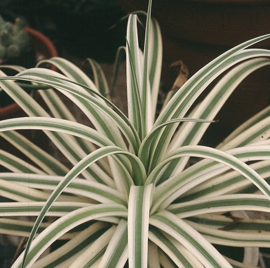 Image of Agave bracteosa 'Monterrey Frost' taken at Rancho Soledad Nsy, CA