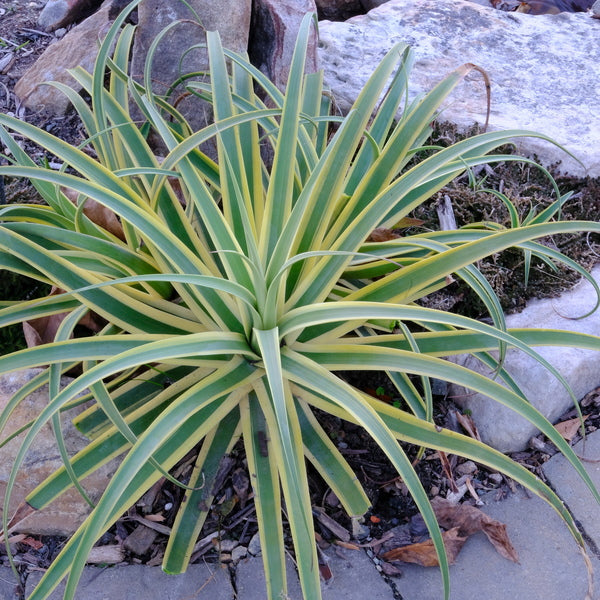 Image of Agave bracteosa 'Stingray' PP 30,280 taken at Juniper Level Botanic Gdn, NC by JLBG