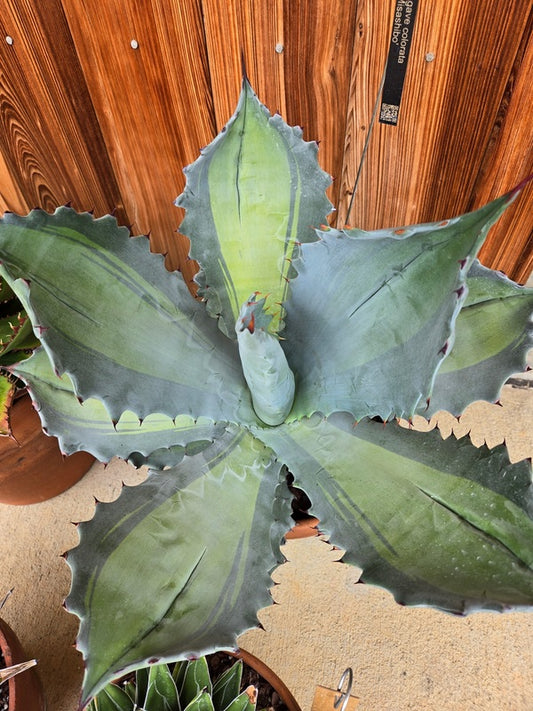 Image of Agave colorata 'Misashibo' taken at Juniper Level Botanic Gdn, NC by JLBG