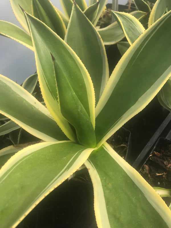 Image of Agave cundinamarcensis 'Condor' taken at Juniper Level Botanic Gdn, NC by Chris Hardison