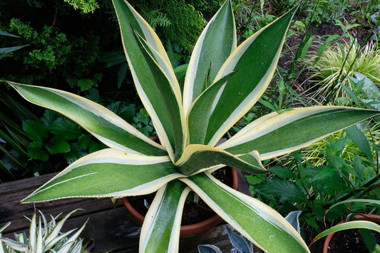 Image of Agave cundinamarcensis 'Condor' taken at Juniper Level Botanic Gdn, NC by JLBG