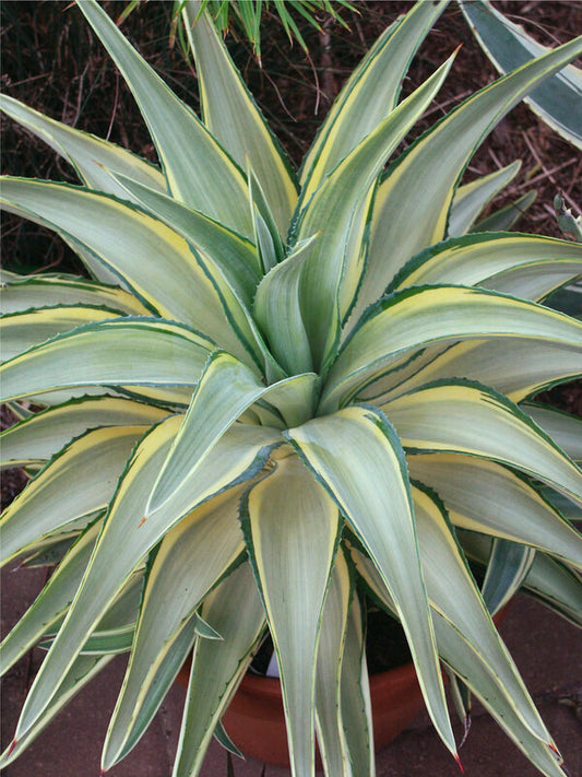 Image of Agave desmettiana 'Joe Hoak' taken at Juniper Level Botanic Garden, Raleigh NC by JLBG
