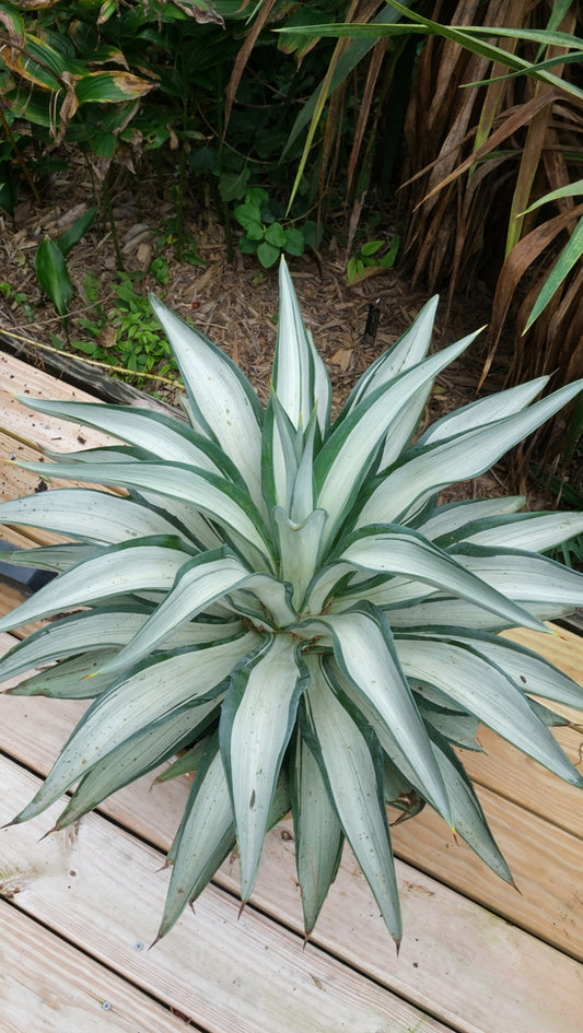Image of Agave desmettiana 'Quicksilver' taken at Juniper Level Botanic Gdn, NC by JLBG