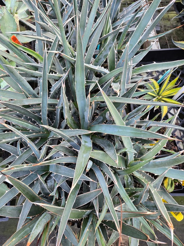 Image of Agave difformis 'Azul' taken at Juniper Level Botanic Gdn, NC by JLBG