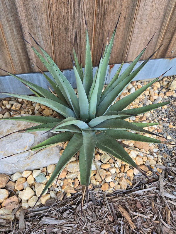 Image of Agave x gracilipes taken at Juniper Level Botanic Garden, Raleigh NC by JLBG