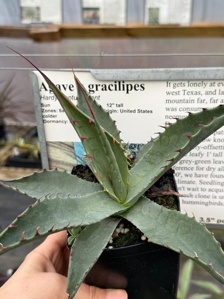 Image of Agave x gracilipes