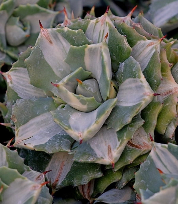 Image of Agave isthmensis 'Moon Disc'