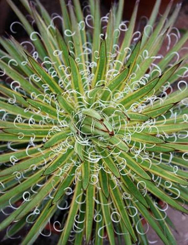 Image of Agave x leopoldii 'Hammer Time' taken at Juniper Level Botanic Gdn, NC by JLBG