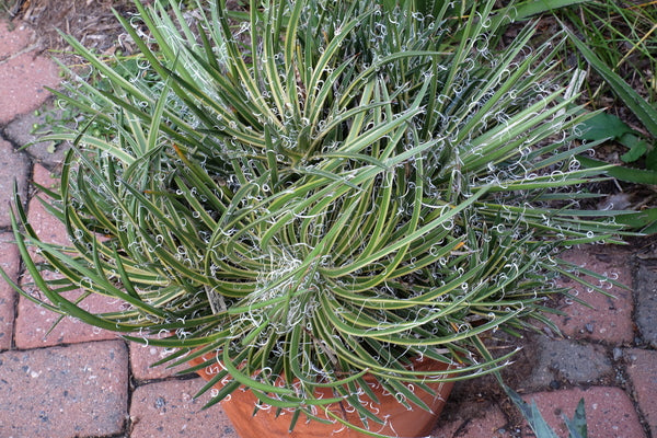 Image of Agave x leopoldii 'Hammer Time'