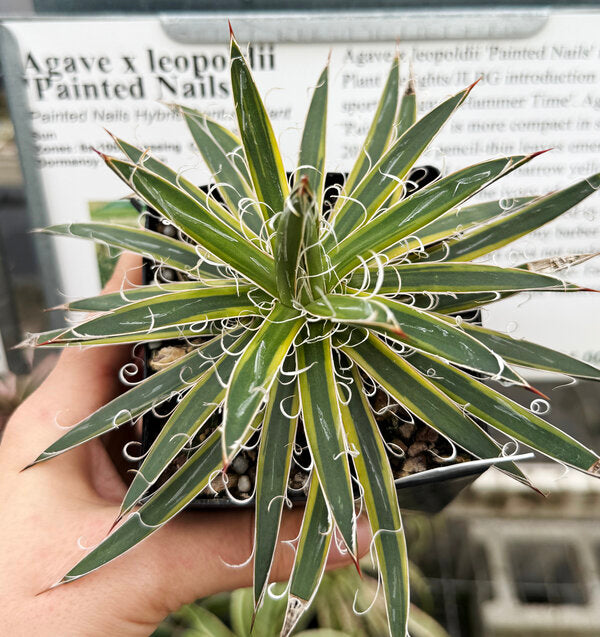 Image of Agave x leopoldii 'Painted Nails'