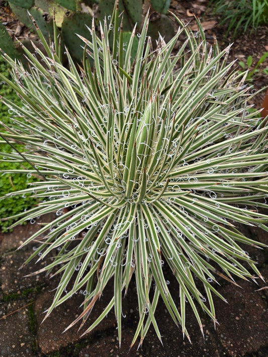 Image of Agave x leopoldii 'Spike' taken at Juniper Level Botanic Garden by JLBG