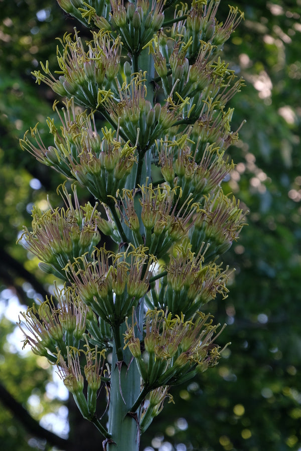 Image of Agave x loferox 'Hacksaw'  taken at Juniper Level Botanic Gdn, NC by JLBG