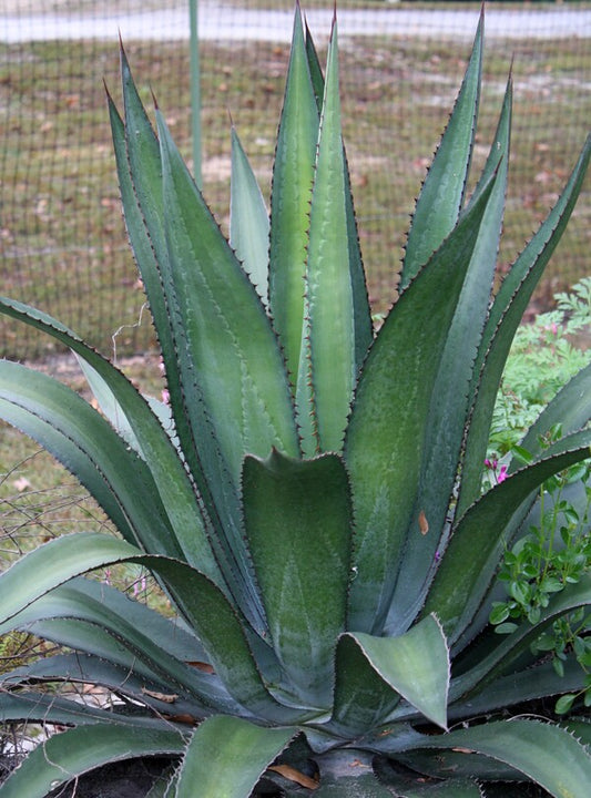 Image of Agave x loferox 'Hacksaw'  taken at Juniper Level Botanic Gdn, NC by JLBG