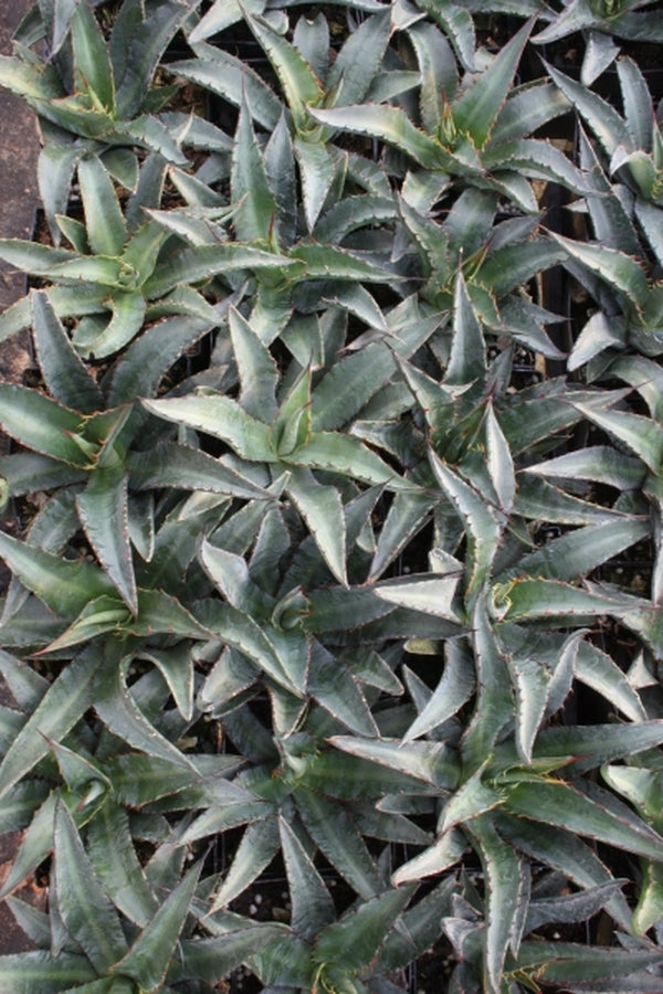 Image of Agave x loferox 'Stairway to Heaven' taken at Juniper Level Botanic Gdn, NC by JLBG
