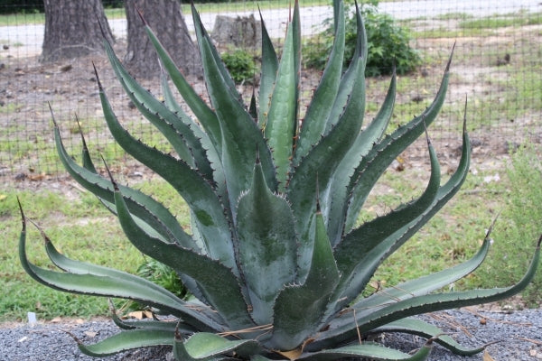 Image of Agave x loferox 'Stairway to Heaven' taken at Juniper Level Botanic Gdn, NC by JLBG