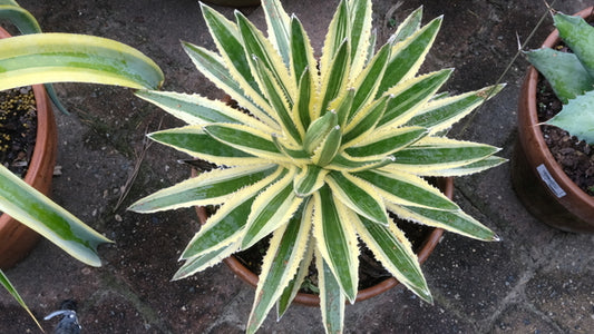 Image of Agave lophantha 'Candida' taken at Juniper Level Botanic Gdn, NC by JLBG