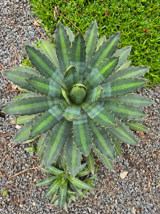 Image of Agave lophantha 'La Bufa Baby' taken at Juniper Level Botanic Gdn, NC by JLBG