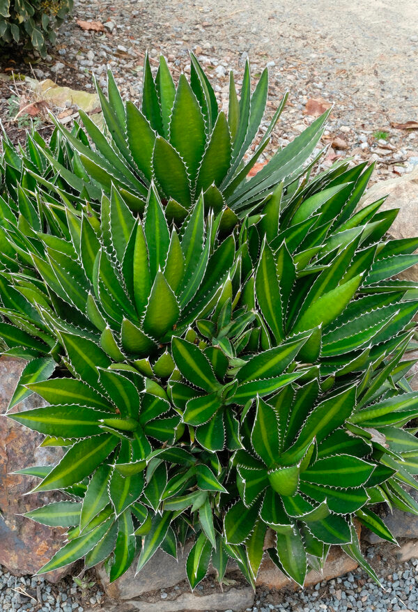 Image of Agave lophantha 'Splendida' taken at Juniper Level Botanic Garden, Raleigh NC by JLBG