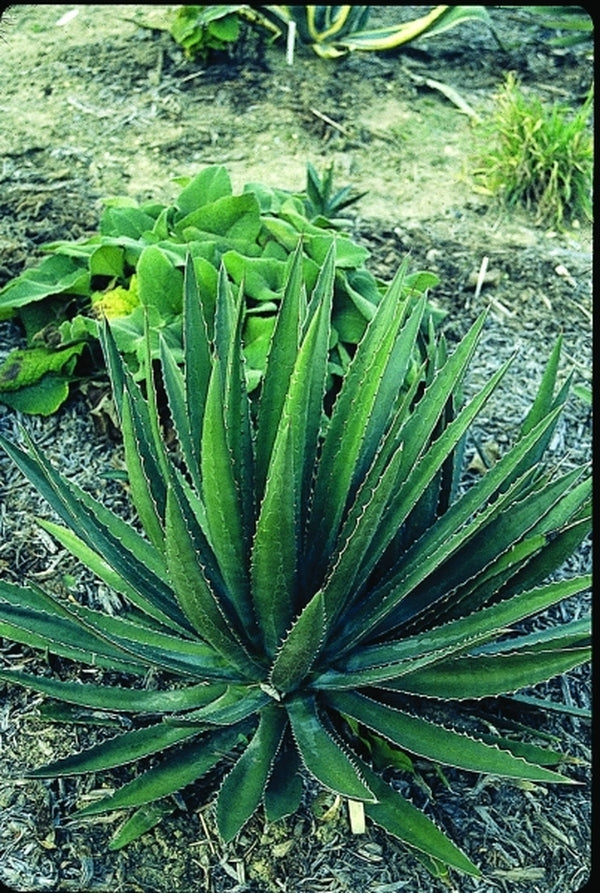 Image of Agave lophantha coll. #AIM-025 taken at Juniper Level Botanic Gdn, NC by JLBG