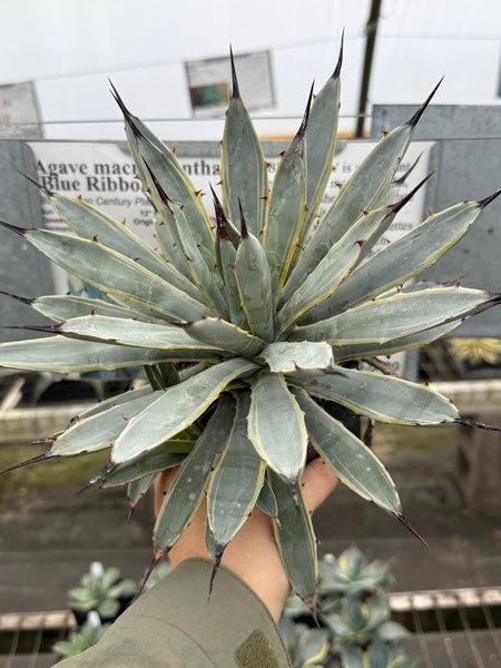 Image of Agave macroacantha 'Blue Ribbon'