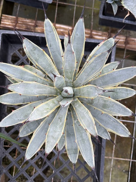 Image of Agave macroacantha 'Blue Ribbon'