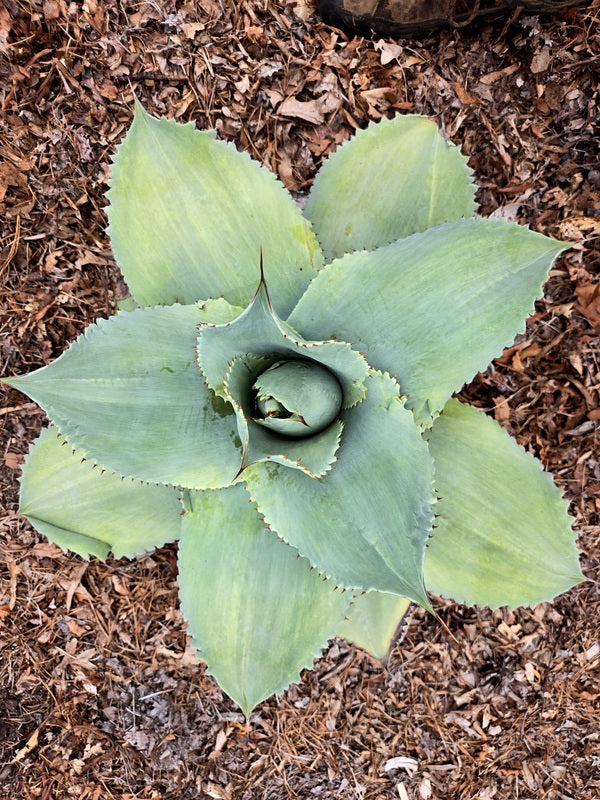 Image of Agave ovatifolia 'Frosted Flecks' taken at Juniper Level Botanic Gdn, NC by JLBG